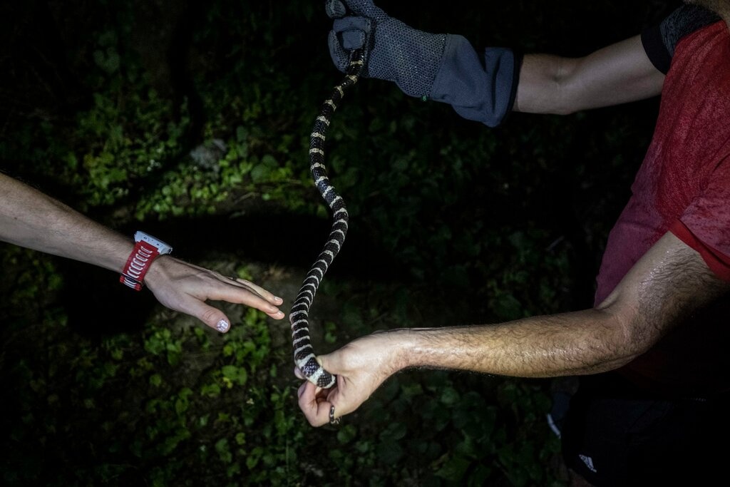 dong vat hoang da hong kong anh 4