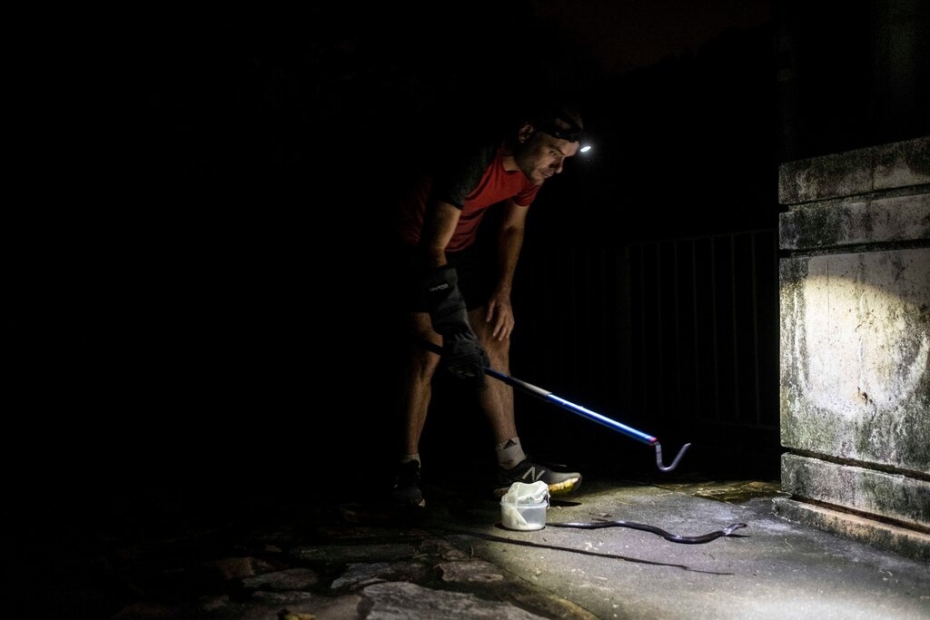 dong vat hoang da hong kong anh 2