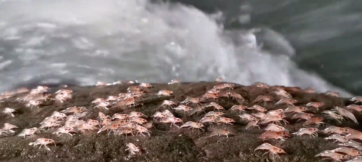 Tom len bo 'dieu hanh' sau khi Mat Troi lan o Thai Lan hinh anh