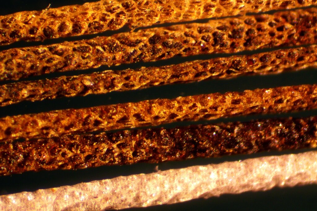 chuot co mao chau phi,  chuot doc anh 2