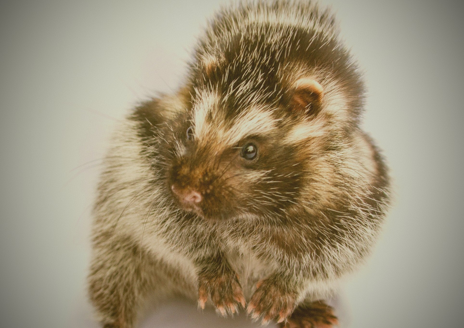 Loai chuot mang chat doc co the ha guc ca voi hinh anh