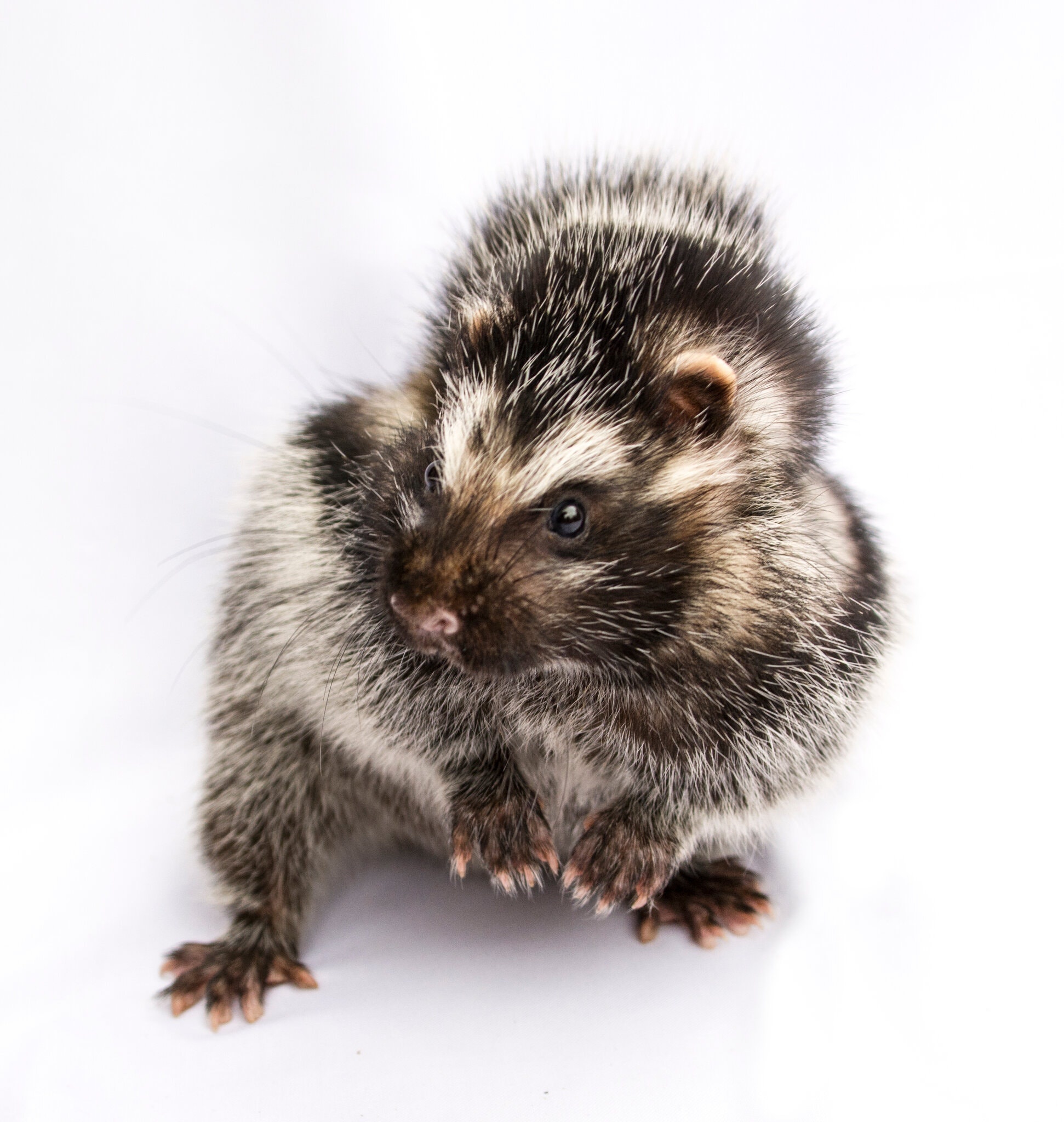 chuot co mao chau phi,  chuot doc anh 1