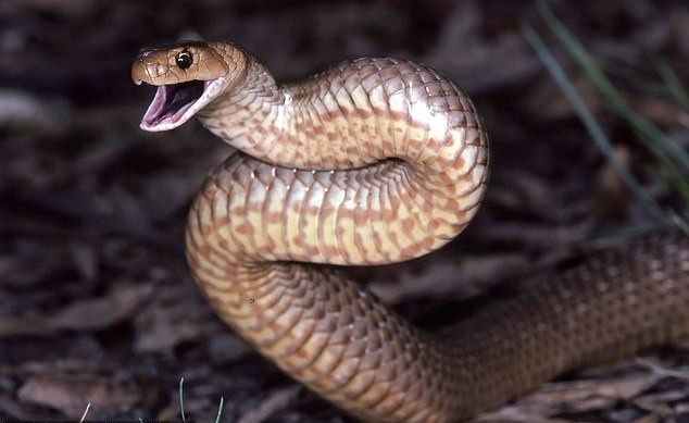 Meo can chet ran doc de cuu 2 em nho hinh anh