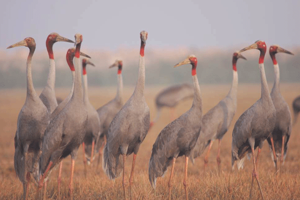 Ngam seu dau do giua rung tram hoang so hinh anh