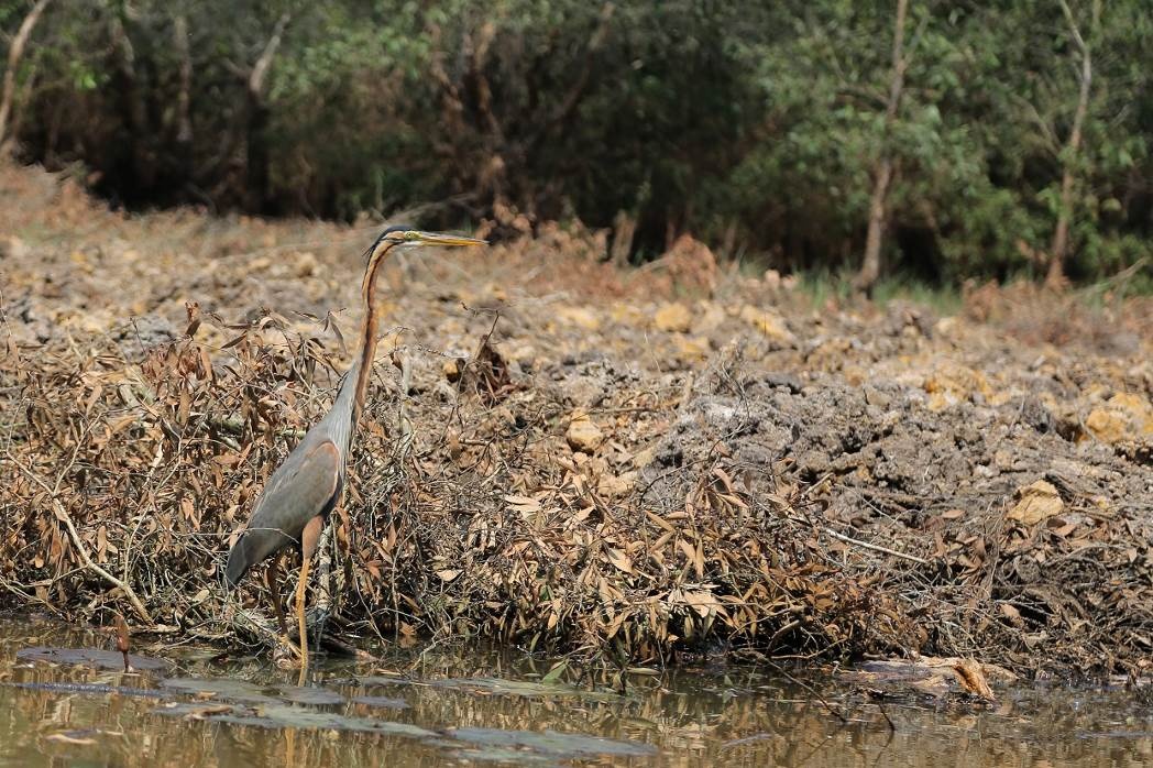  Diệc lửa và nhiều loài chim khác say sưa kiếm ăn là cảnh quen thuộc tại Tràm Chim.