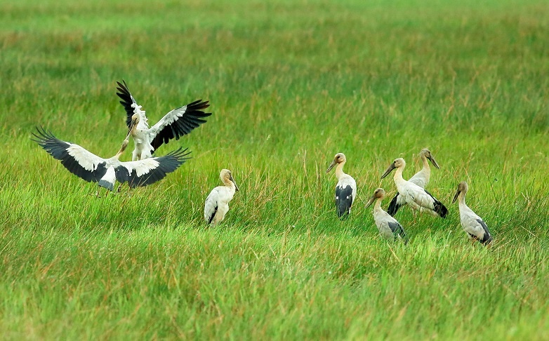  Một bầy cò ốc mớm mồi trên đồng cỏ năng.