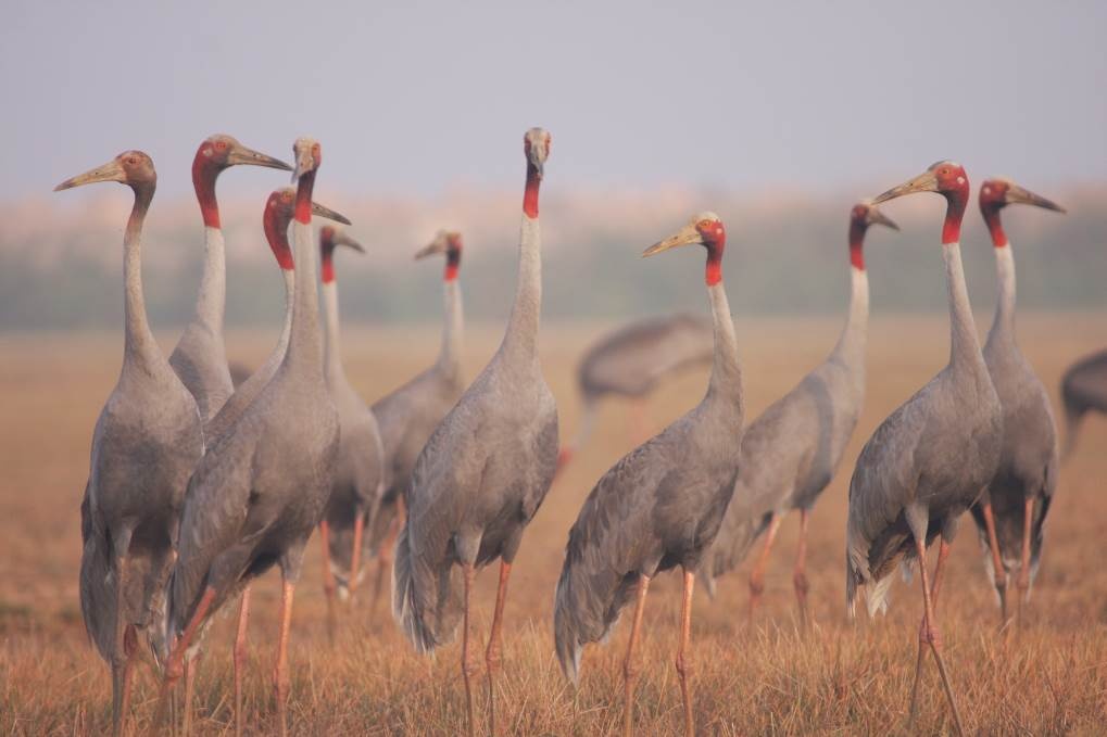    Từ tháng 1 đến tháng 3 năm nay, 20-30 sếu đầu đỏ thường xuyên về Tràm Chim kiếm ăn và cư ngụ.