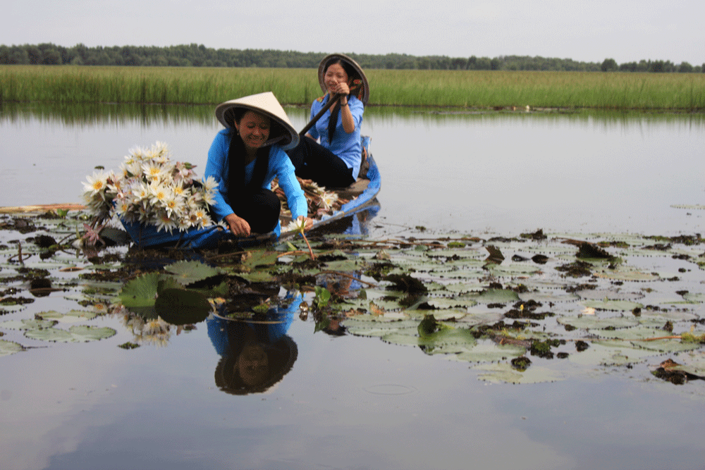 Người dân hái rau, bông súng hoặc điên điển trong mùa nước nổi.