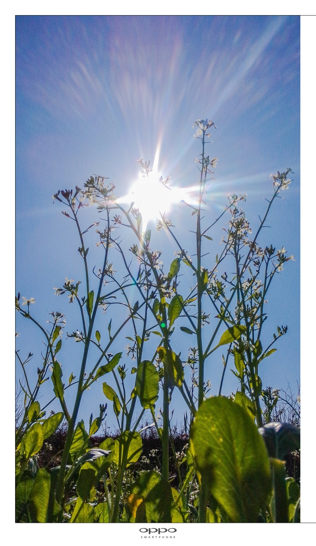 Cây cỏ đón ánh nắng mặt trời. Triển lãm khai mạc sáng 8/5 và kết thúc vào ngày 10/5 tại Trung tâm Hội chợ & Triển lãm – SECC (Quận 7, TP.HCM).