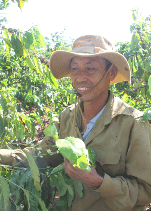 Bác Nguyễn Đăng Hữu trên mảnh vườn trồng cà phê của gia đình.