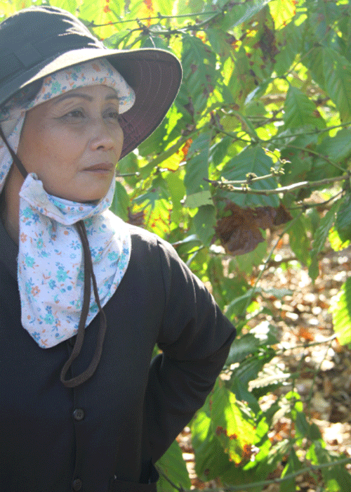 Cà phê trở thành loại cây trồng chủ lực đem lại hiệu quả kinh tế cao cho nông dân khu vực Tây Nguyên.