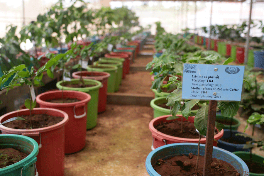 Những giống cây tốt trong dự án NESCAFÉ Plan.
