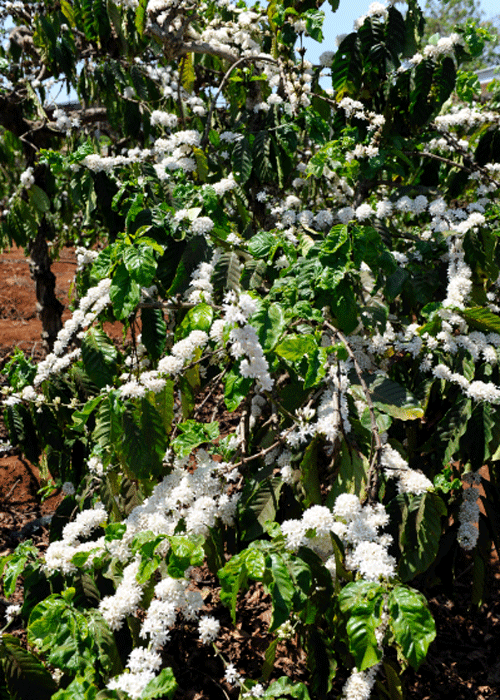 Hoa cà phê nở trắng cành tại vườn cà phê theo tiêu chuẩn 3P của NESCAFÉ Plan.