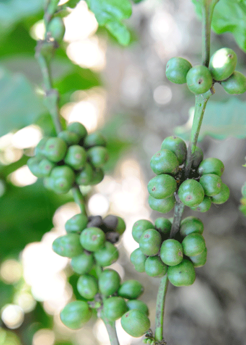 Tách cà phê ngon cần đến những hạt cà phê chất lượng.