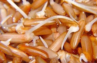 Trong quá trình ủ, mầm gạo sản sinh ra những chất dinh dưỡng có công dụng đặc biệt.