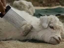 Do dau vai cashmere lai rat hiem va co gia dat do nhu vay? hinh anh