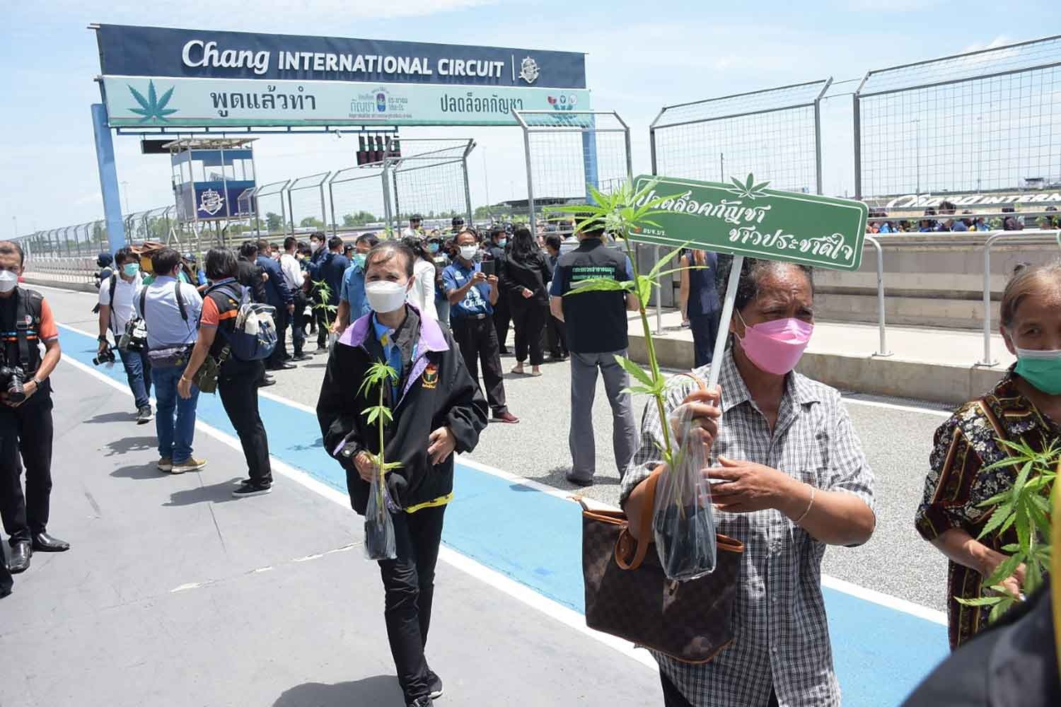 Do xo mua cay giong can sa o Thai Lan hinh anh