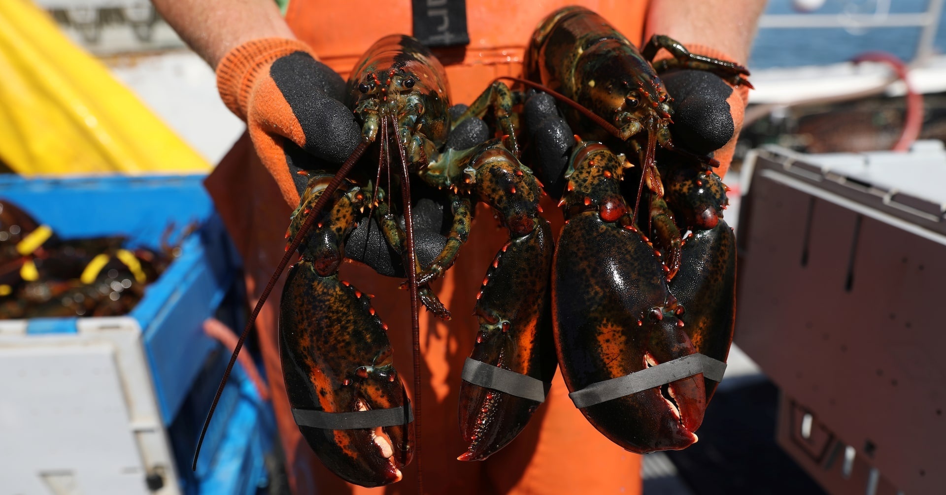 Noi 'oan uc' cua tom hum Maine hinh anh