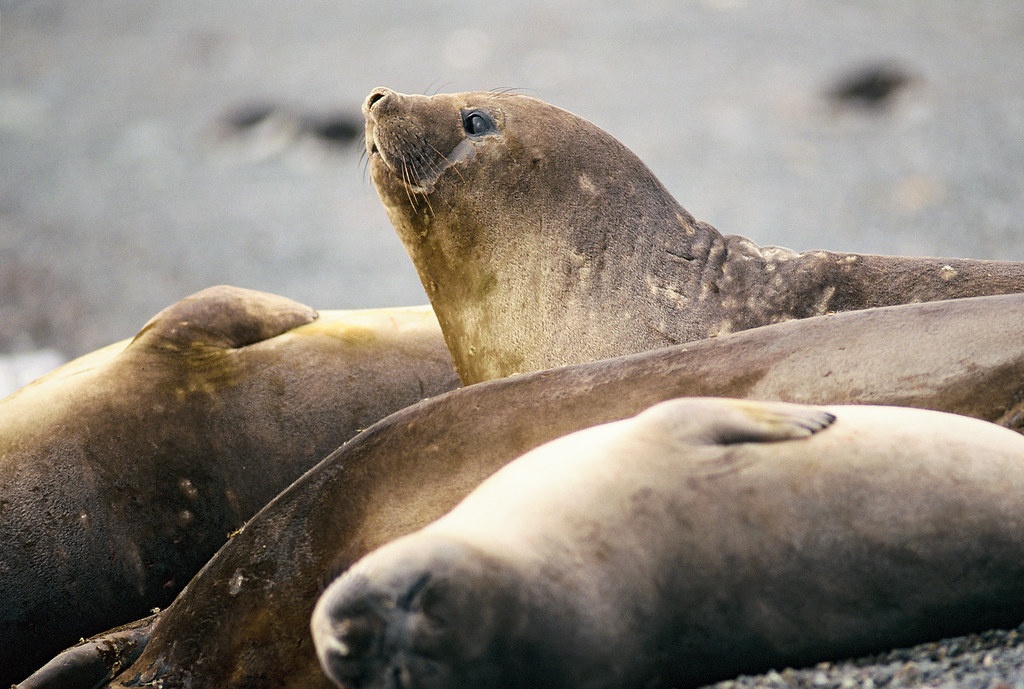 Hai tuong duc suy kiet vi ap luc duy tri noi giong hinh anh