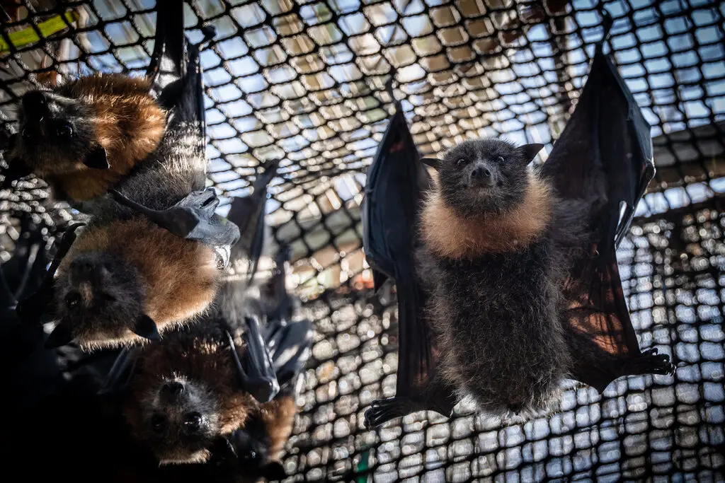 Doi cung can voi phun nuoc mat khi song nhiet ap den Melbourne hinh anh