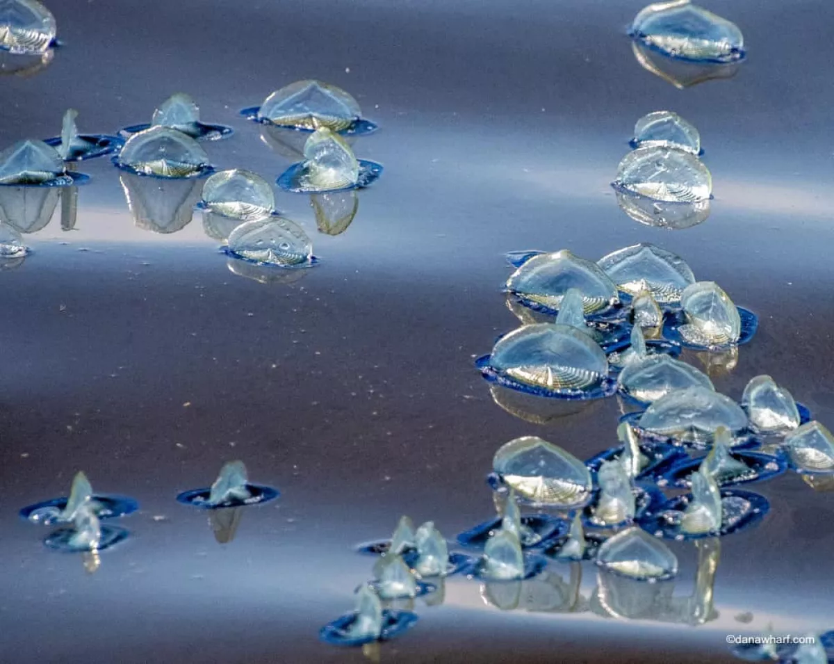 Sinh vat mau xanh ky la dat vao bo bien Quan Cam hinh anh