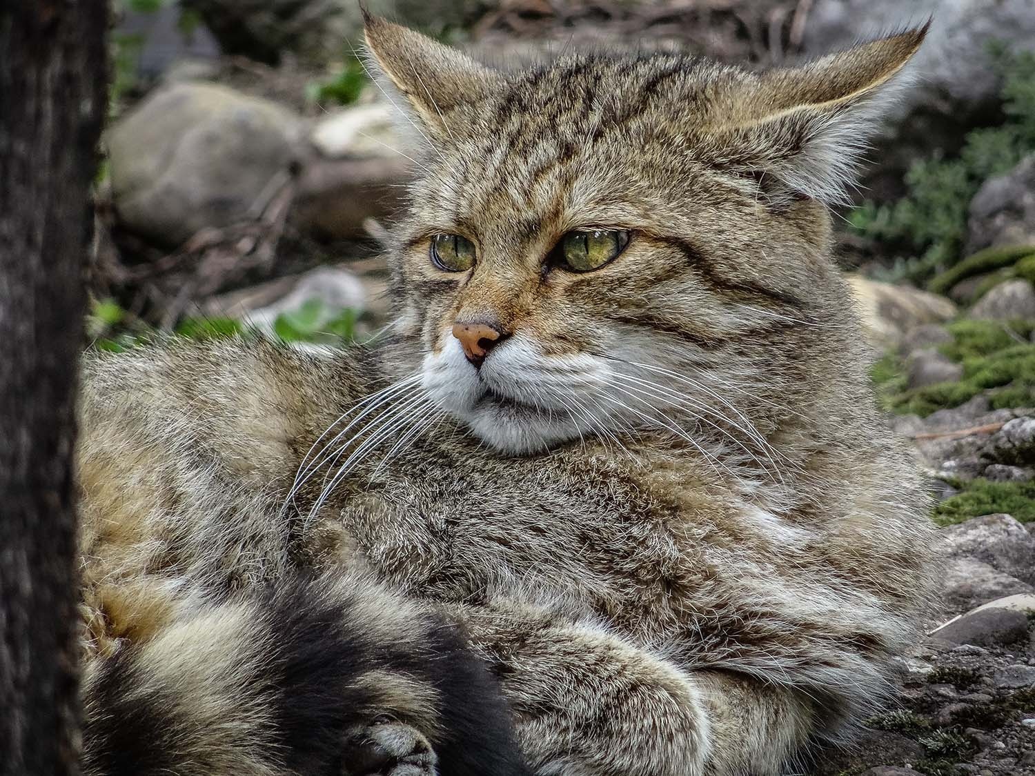 Cuoc thi tre giet meo anh 1