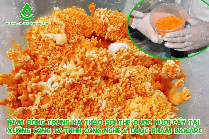 nam duoc lieu soi the,  dong trung ha thao anh 1