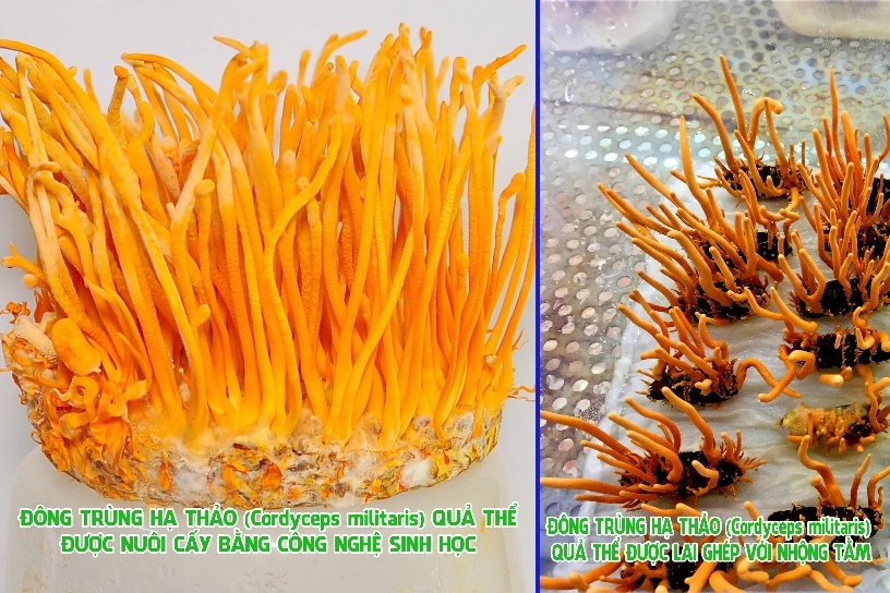 nam duoc lieu soi the,  dong trung ha thao anh 2