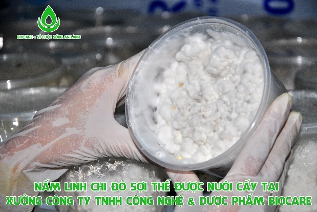 nấm dược liệu sợi thể, đông trùng hạ thảo ảnh 3 nam duoc lieu soi the, dong trung ha thao anh 3