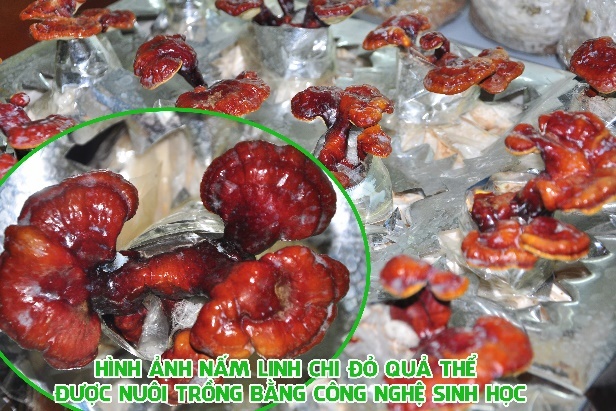 nấm dược liệu sợi thể, đông trùng hạ thảo ảnh 4 nam duoc lieu soi the, dong trung ha thao anh 4