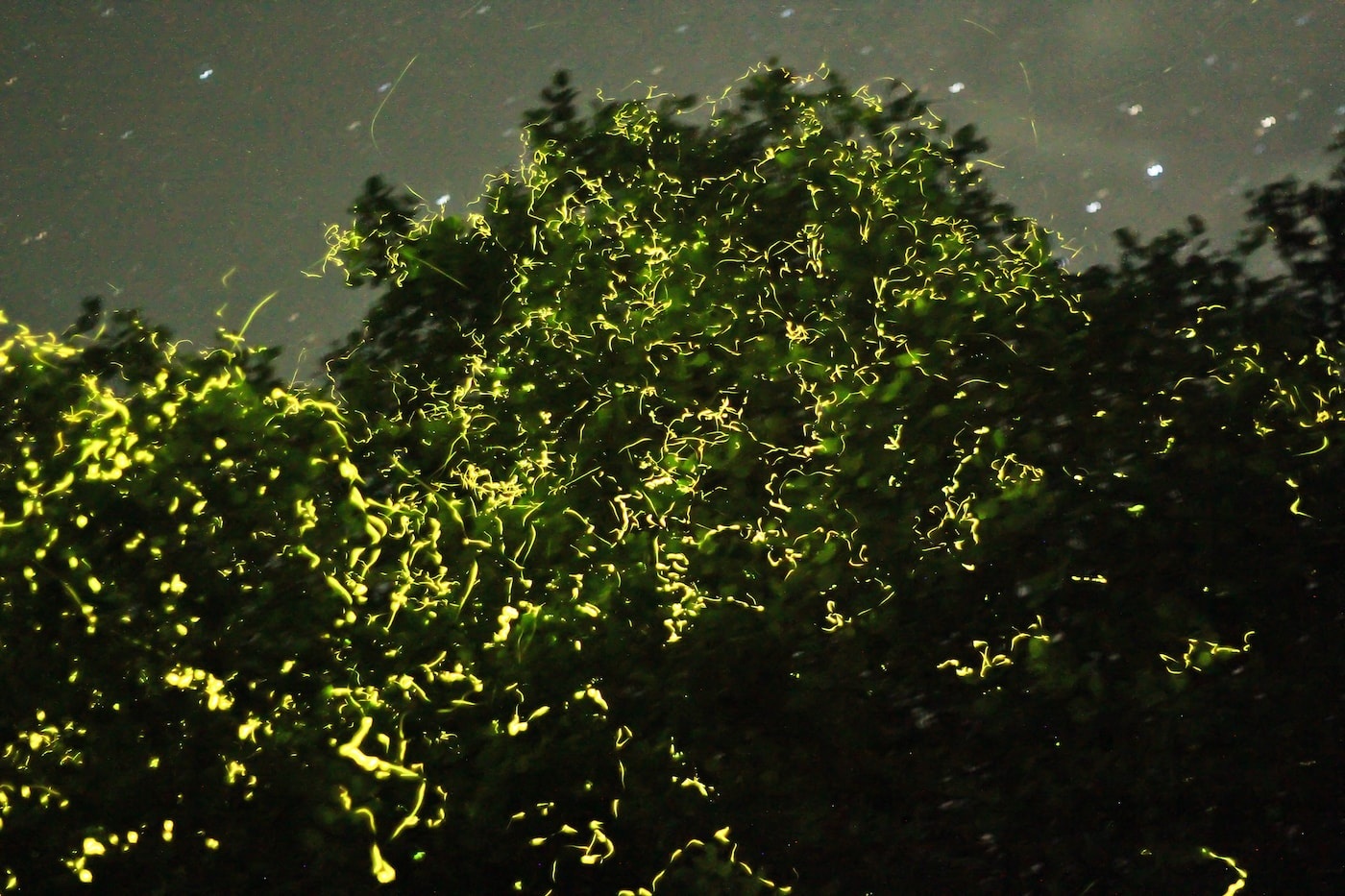 dao tai Thai Binh Duong anh 11