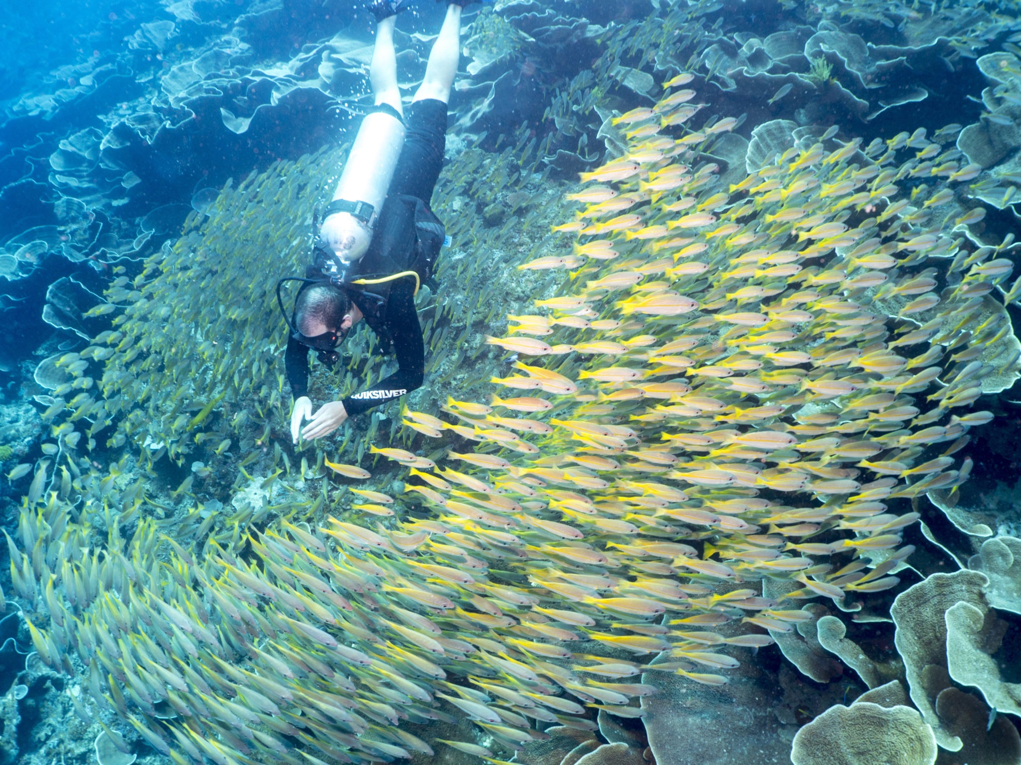dao tai Thai Binh Duong anh 10