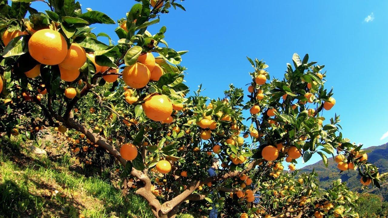 Hang hang khong ANA anh 2