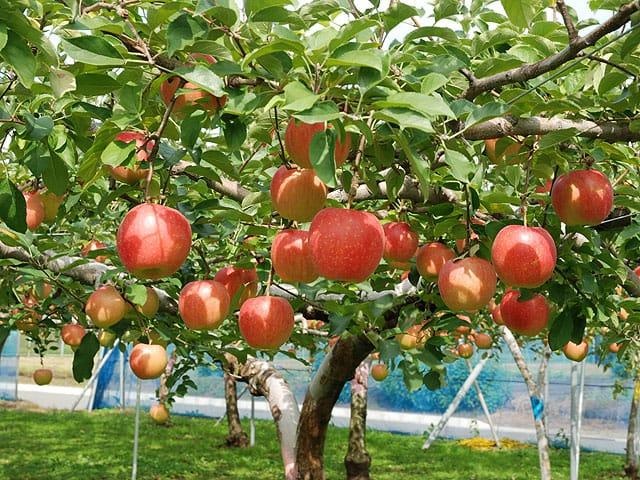 Hang hang khong ANA anh 4