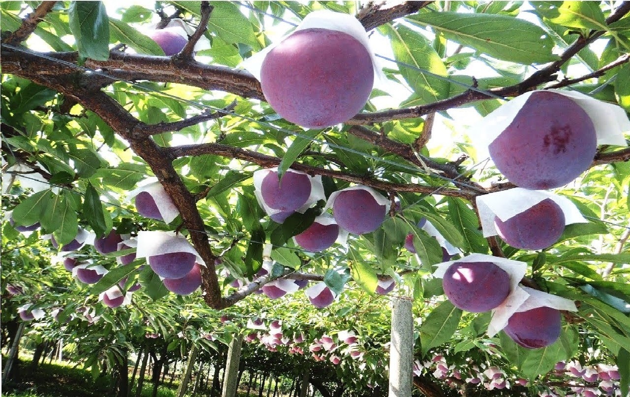 Hang hang khong ANA anh 3