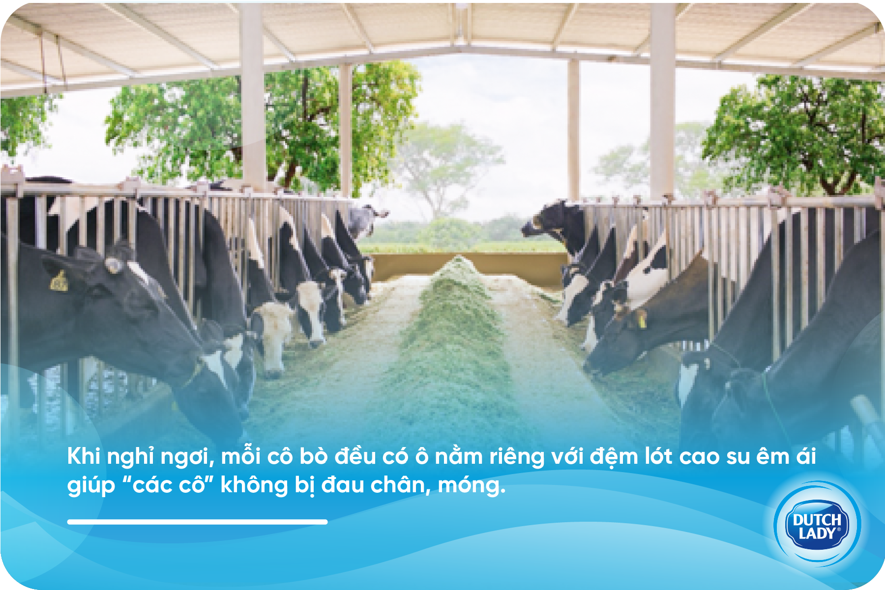 sua Co Gai Ha Lan anh 1