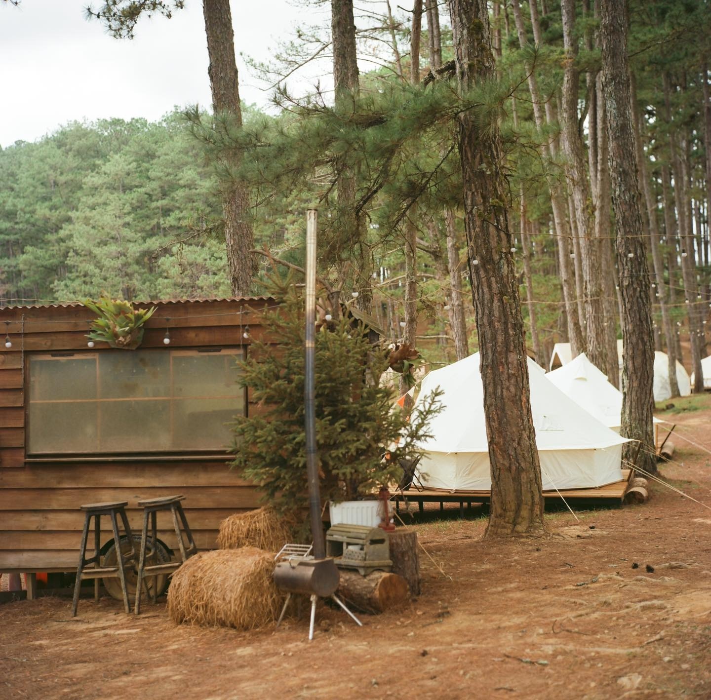 du lịch Đà Lạt ảnh 2 du lich Da Lat anh 2