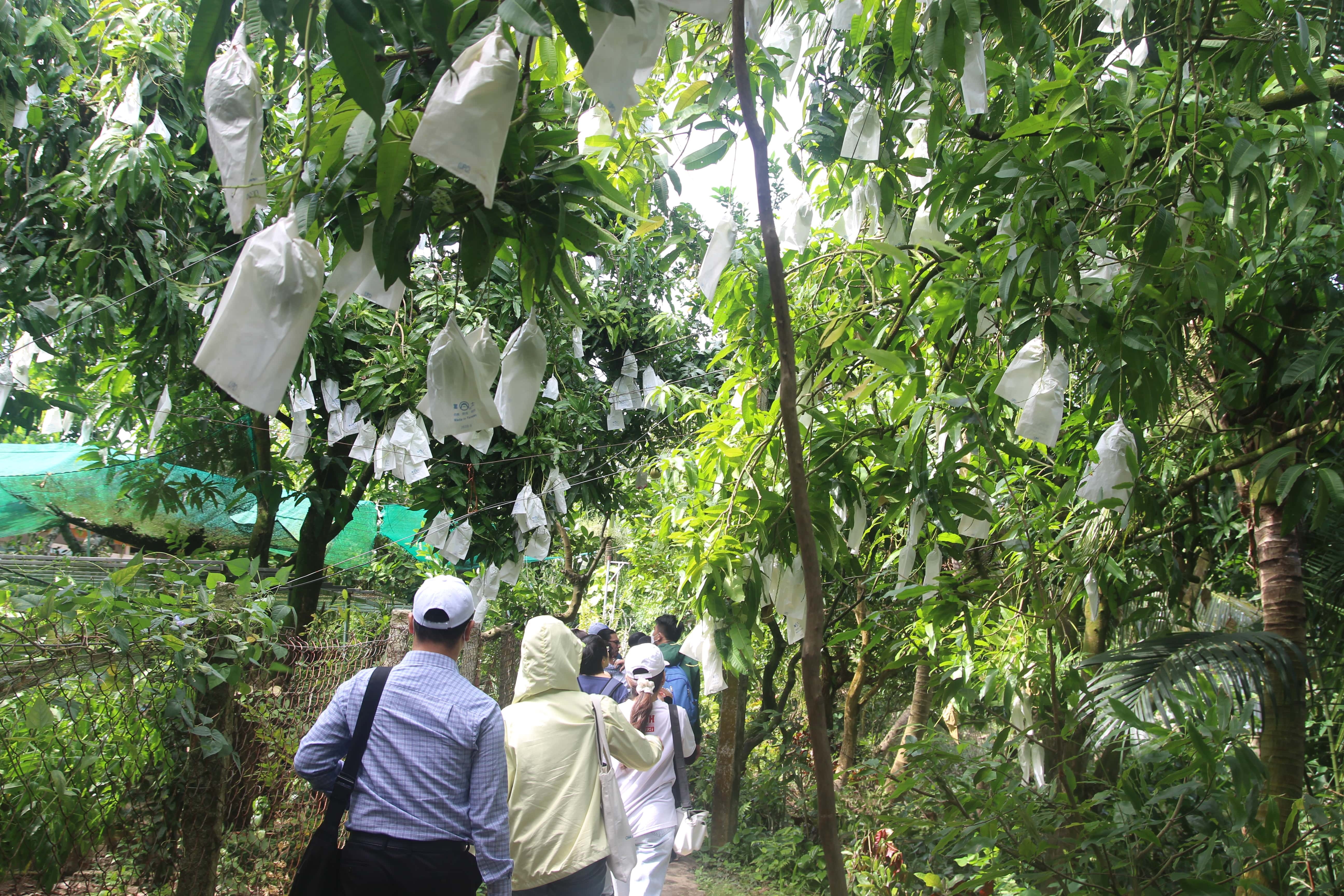 Thuong thuc xoai 'vuon nha' tai Dong Thap hinh anh