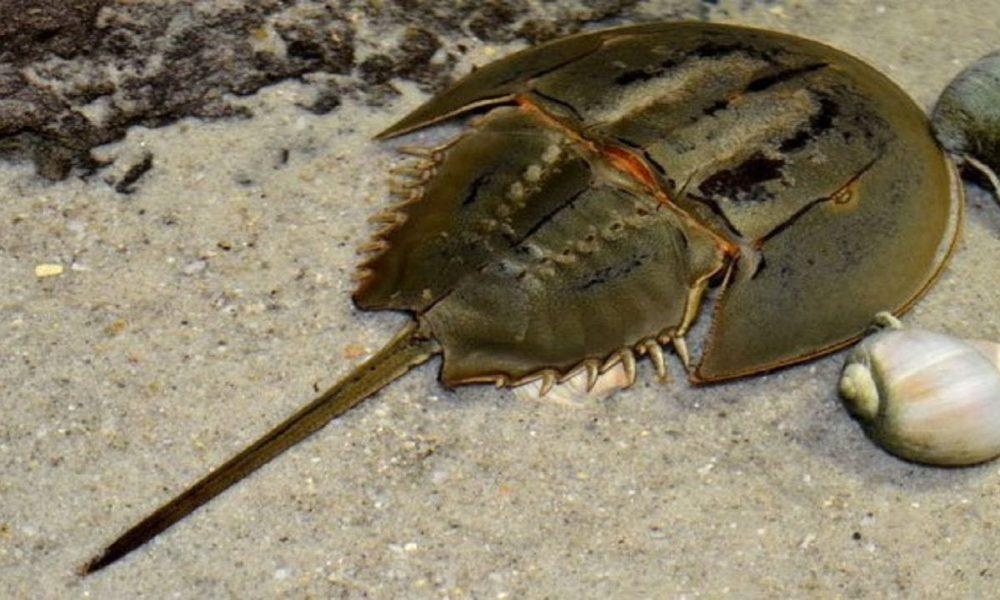 Vi sao mau cua loai vat nay co gia hon 15.000 USD/lit hinh anh