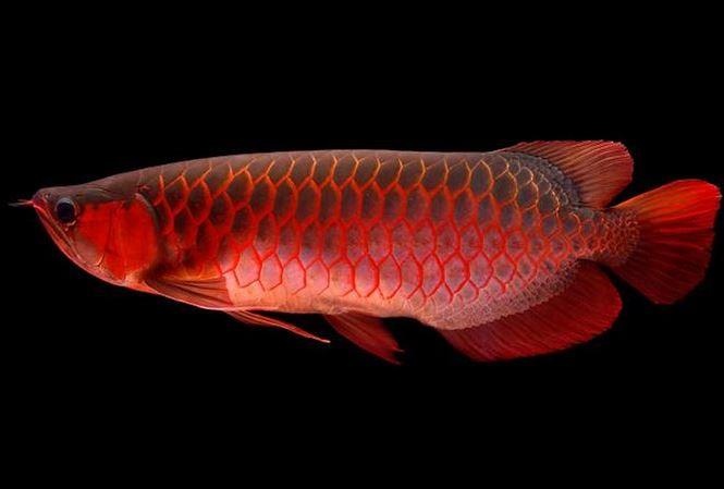 Vi sao loai ca canh nay lai co gia ngang mot chiec sieu xe? hinh anh