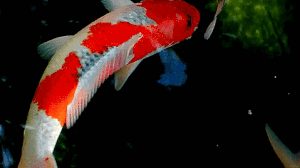 Vi sao loai ca nay duoc ban gia 1,8 trieu USD mot con hinh anh