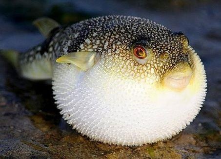 Dieu gi khien ca noc cuc doc thanh mon an sieu dat do? hinh anh