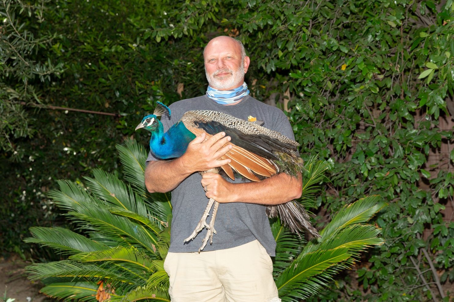 Chim cong gay phien toai o My anh 3