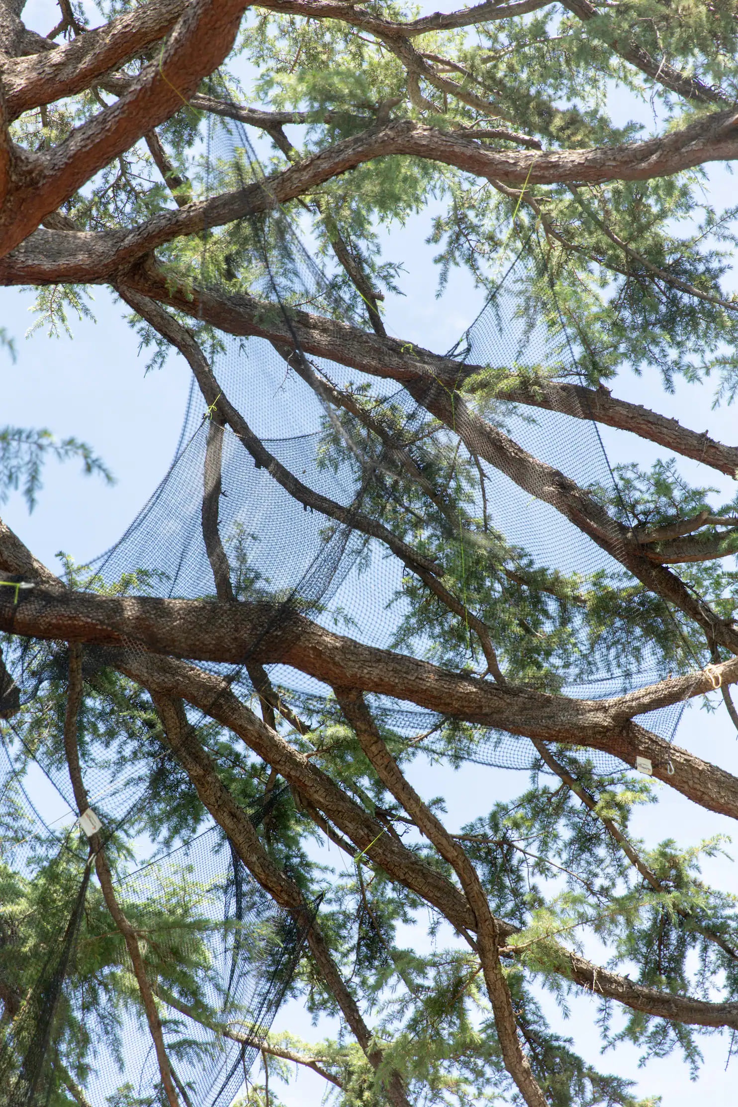 Chim cong gay phien toai o My anh 1