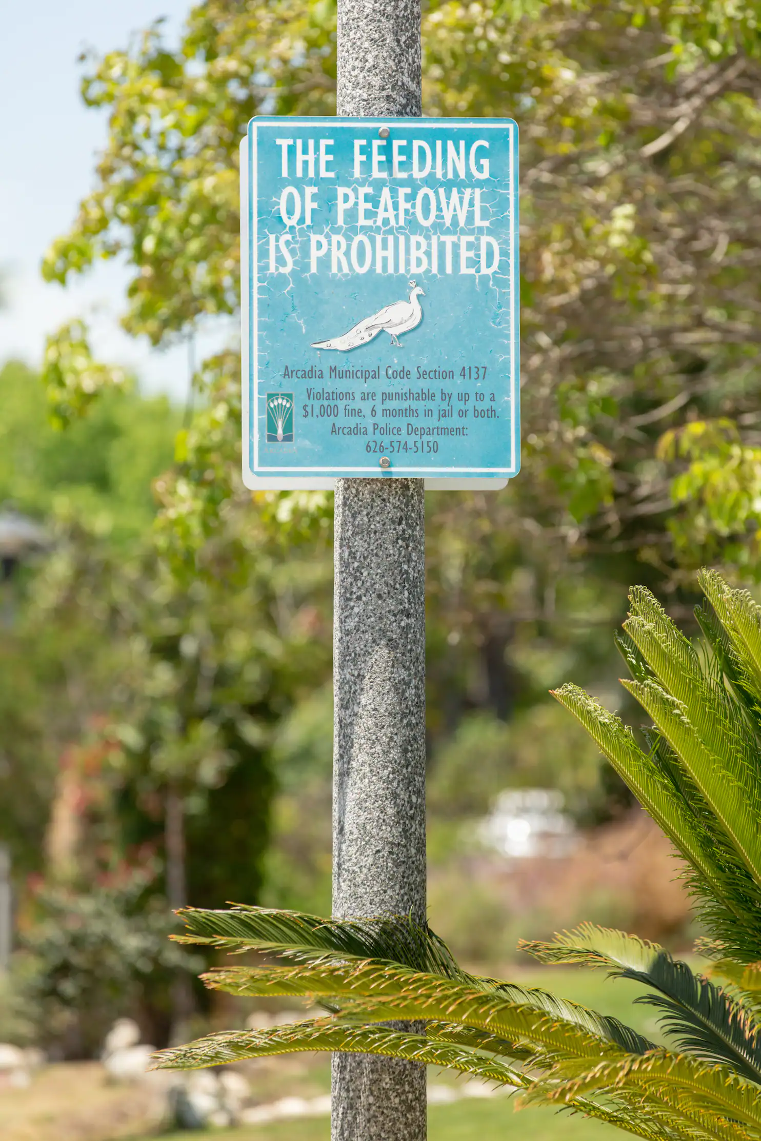 Chim cong gay phien toai o My anh 4