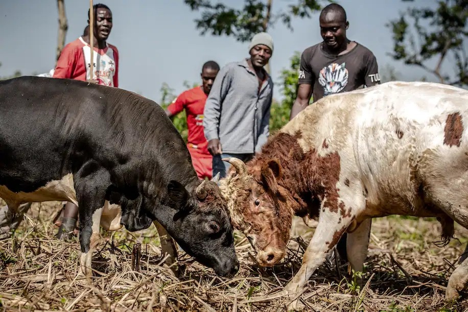 Bo duc xoi tung nam mo vo si trong le tang ky la giua dai dich hinh anh