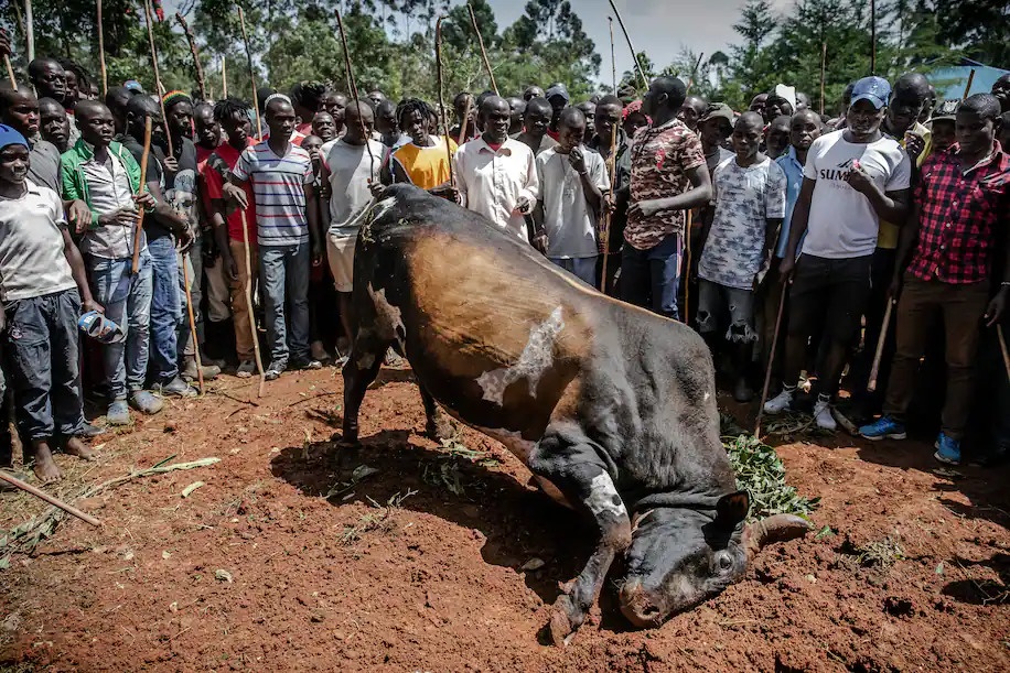 Dau bo Kenya Covid-19 anh 1