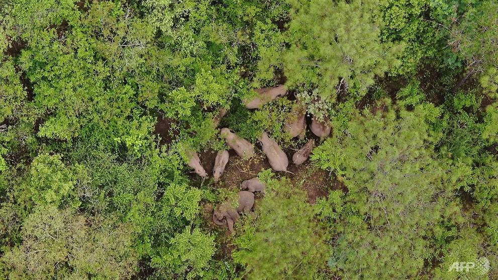 Voi Trung Quoc duoc cuu ho anh 1