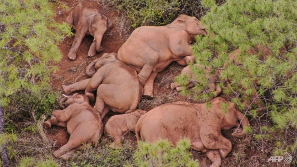 Giai cuu voi con bi thuong lac dan o Trung Quoc hinh anh