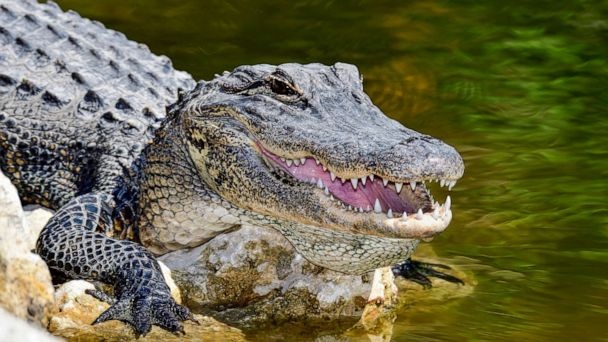 Nga xe dap, nguoi dan ong My bi ca sau can trong thuong hinh anh